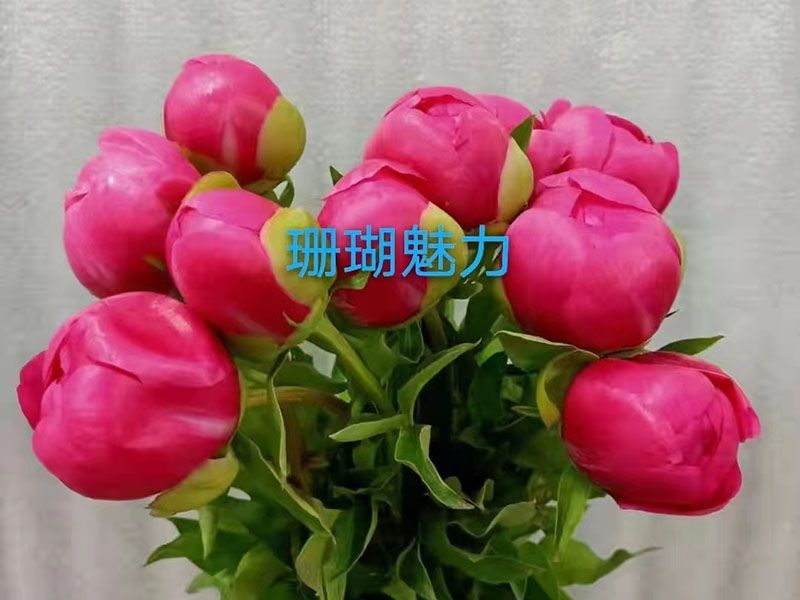 芍藥花功效和作用？